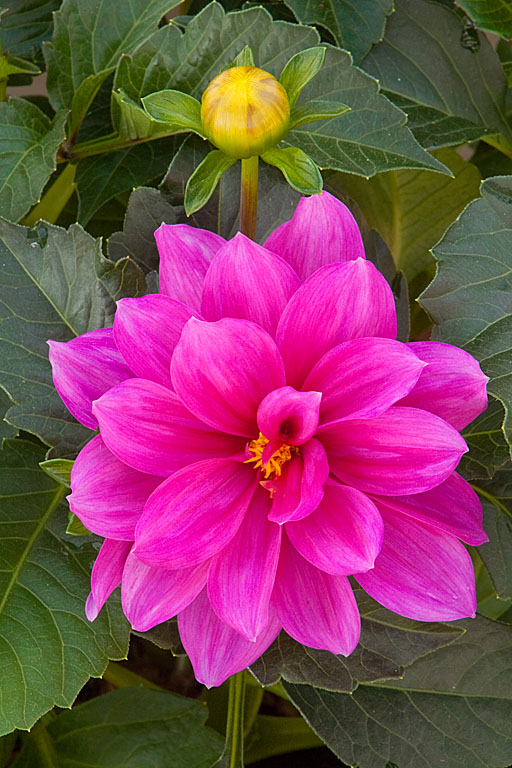 Dahlia & bud